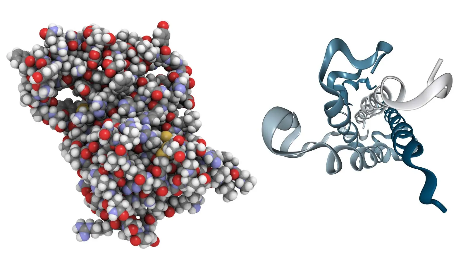Protein structure comparison explaining enclomiphene hormone base: detailed space-filling model vs. simplified ribbon model.