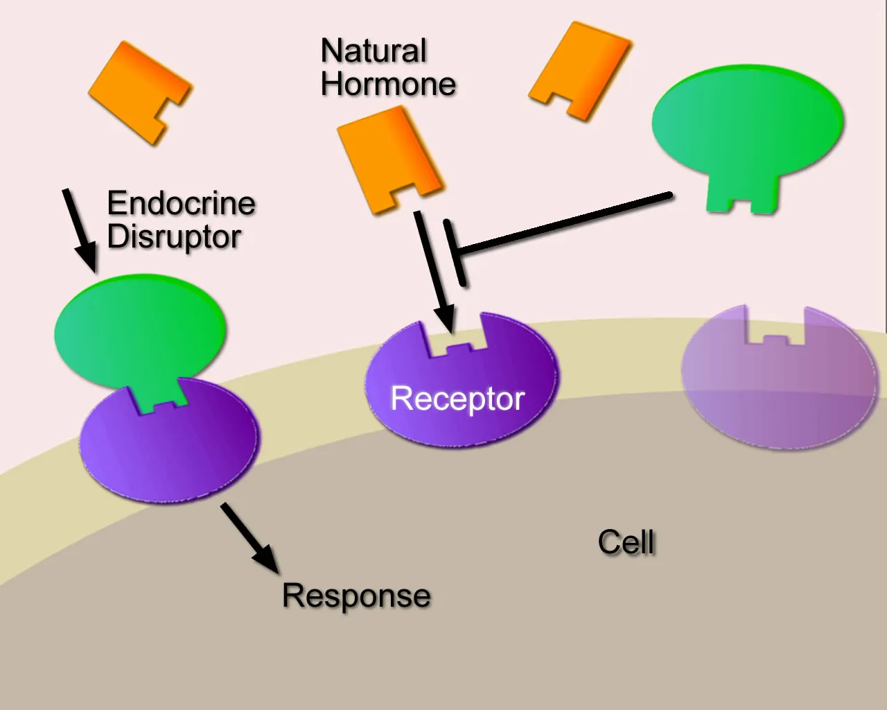 Endocrine disruptor blocking receptor, altering hormone binding and cellular response pathway.