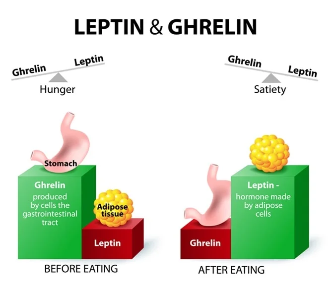 Leptin and ghrelin balance before and after eating, indicating hunger and satiety levels controlled by stomach and adipose