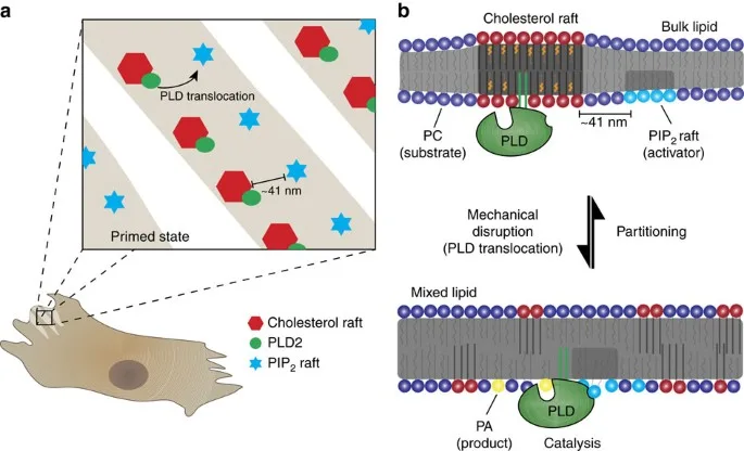 PLD2 translocation between lipid rafts, showing 41 nm spacing. Diagram highlights cholesterol and PIP2 raft interactions due to effect of SARMs.