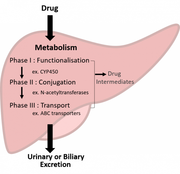 Liver metabolism diagram showing drug processing: Phase I functionalization (CYP450), Phase II conjugation, Phase III Transport