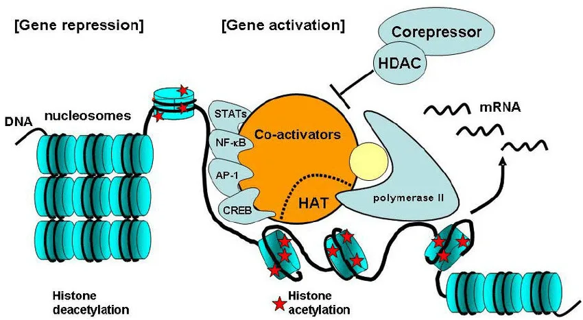 Ostarine leads to gene activation, showing co-activators and deacetylation associated with gene repression.