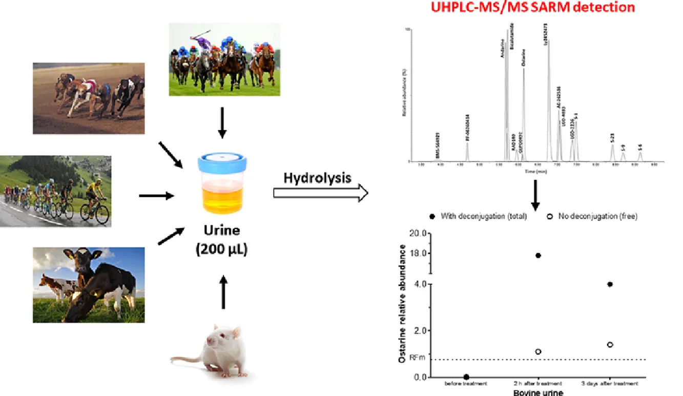UHPLC-MS/MS analysis of SARMs in sports animals and humans via urine hydrolysis, showing relative abundance trends.