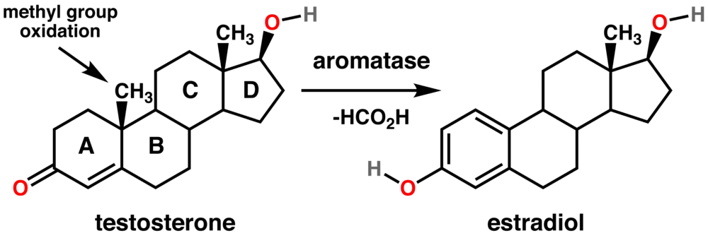 Testosterone to estradiol conversion via aromatase, showing methyl group oxidation and structural changes.