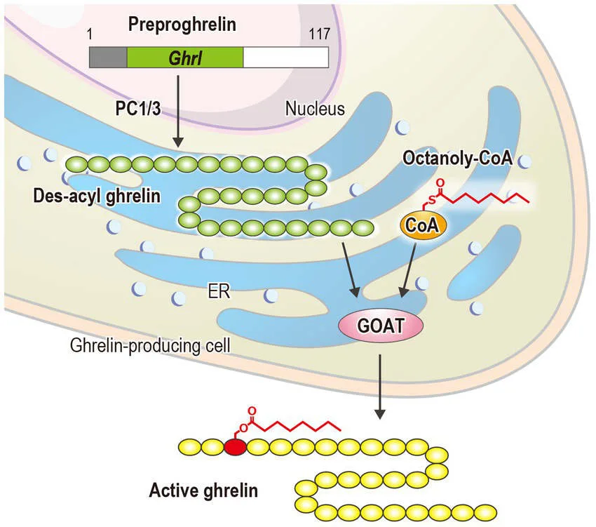 MK-677 ghrelin receptor activation pathway illustration - how Ibutamoren boosts growth hormone explained showing conversion of preproghrelin to active ghrelin involving PC1/3, ER, GOAT, and CoA in Ghrelin biosynthesis flowchart