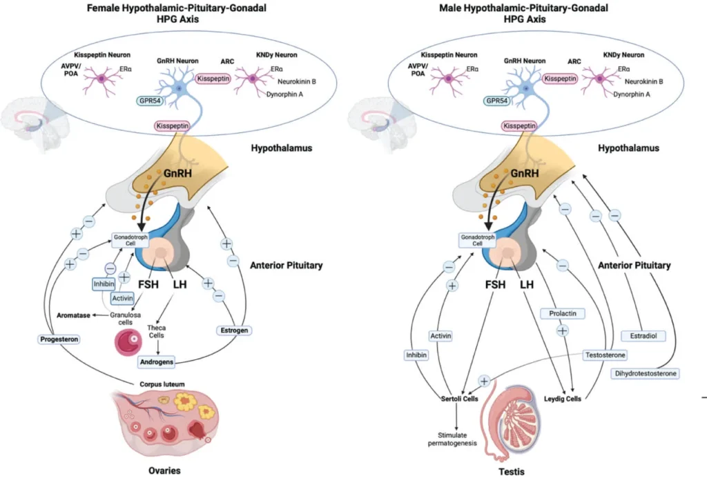 HPG axis diagram illustrating how SARMs suppress testosterone production via hypothalamic-pituitary-gonadal feedback