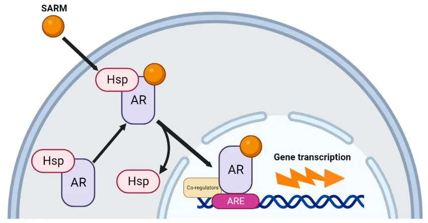 SARM interaction with AR and Hsp proteins, illustrating gene transcription activation in cell nucleus.